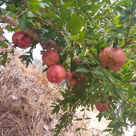 Xanthippi Case de vacanță